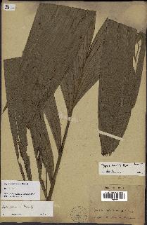 spécimen de Dypsis paludosa