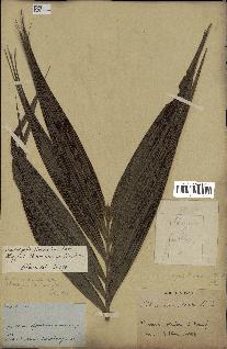 spécimen de Dypsis paludosa
