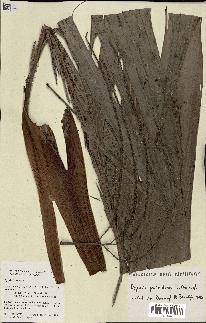 spécimen de Dypsis paludosa