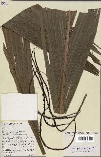 spécimen de Dypsis paludosa