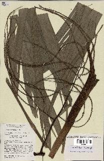 spécimen de Dypsis paludosa