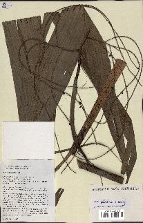 spécimen de Dypsis paludosa