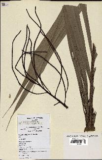 spécimen de Dypsis paludosa