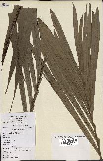 spécimen de Dypsis paludosa