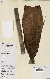 spécimen de Dypsis paludosa