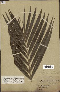 spécimen de Dypsis paludosa