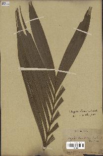 spécimen de Dypsis paludosa