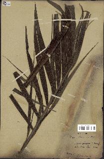 spécimen de Dypsis paludosa