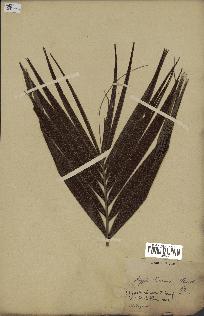 spécimen de Dypsis paludosa
