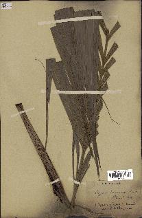spécimen de Dypsis paludosa