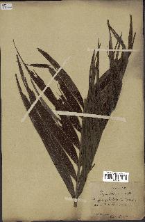 spécimen de Dypsis paludosa