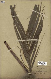 spécimen de Dypsis paludosa