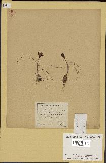 spécimen de Crocus minimus