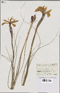 spécimen de Iris juncea