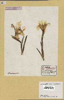 spécimen de Iris lutescens