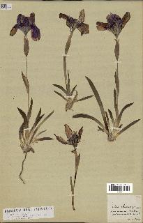 spécimen de Iris lutescens