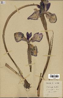 spécimen de Iris latifolia