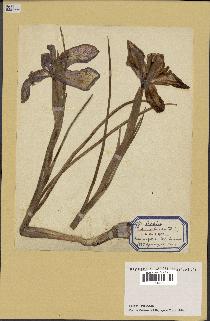 spécimen de Iris latifolia