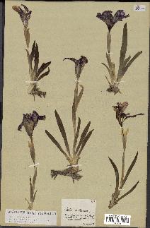 spécimen de Iris lutescens