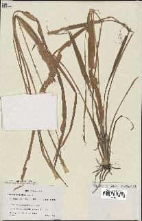 spécimen de Chlorophytum gallabatense
