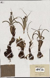 spécimen de Iris palaestina