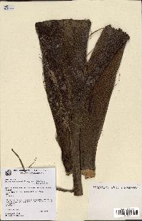 spécimen de Burretiokentia vieillardii