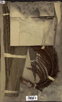 spécimen de Raphia regalis