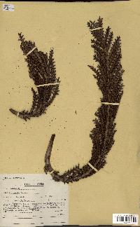 spécimen de Raphia regalis