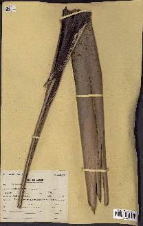 spécimen de Raphia regalis