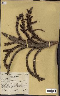 spécimen de Raphia regalis
