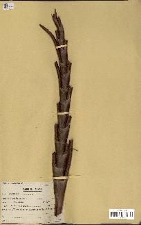 spécimen de Raphia regalis