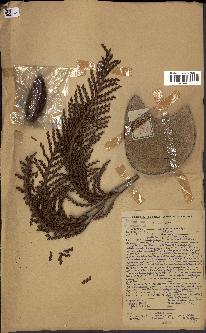 spécimen de Raphia regalis