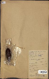 spécimen de Raphia regalis