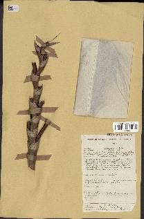 spécimen de Raphia regalis