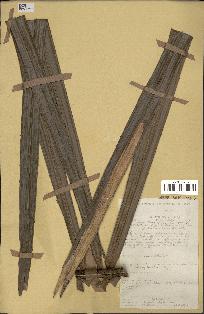 spécimen de Raphia regalis