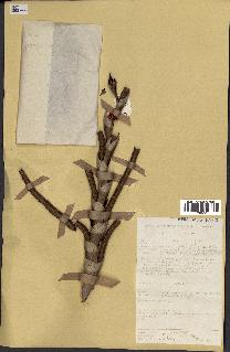 spécimen de Raphia regalis