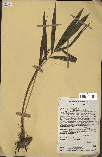 spécimen de Raphia regalis
