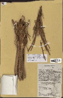 spécimen de Raphia regalis