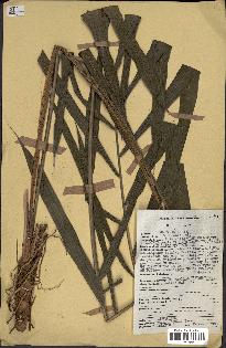 spécimen de Raphia regalis