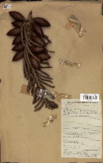 spécimen de Raphia regalis
