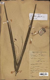 spécimen de Raphia regalis