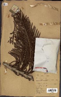 spécimen de Raphia regalis