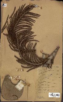 spécimen de Raphia regalis
