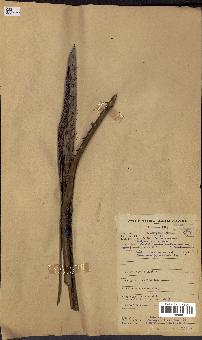 spécimen de Eremospatha hookeri