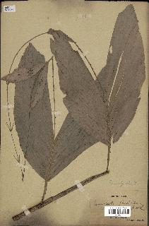 spécimen de Eremospatha haullevilleana