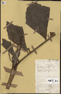 spécimen de Eremospatha wendlandiana
