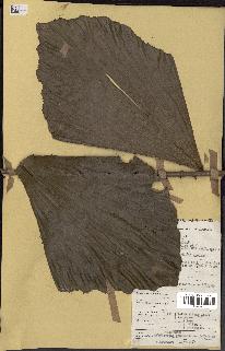 spécimen de Eremospatha wendlandiana