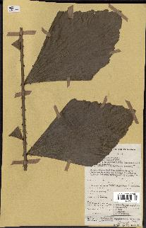 spécimen de Eremospatha wendlandiana