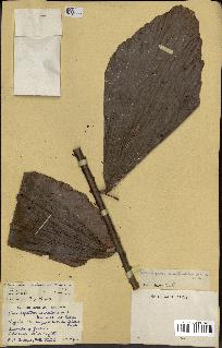 spécimen de Eremospatha wendlandiana