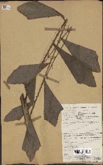 spécimen de Eremospatha wendlandiana